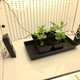 Some plants getting their jam on in the lab